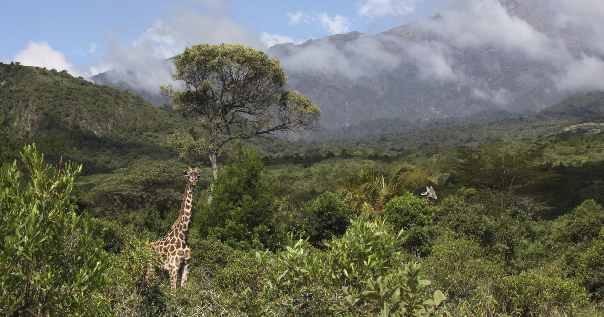 Flights to Arusha