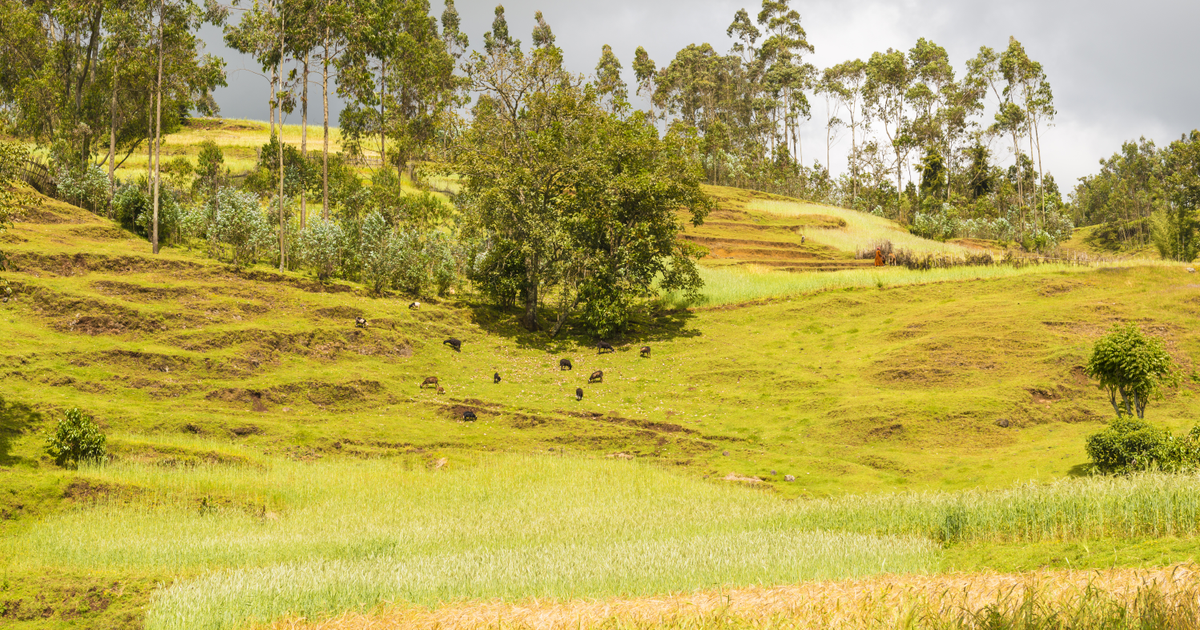Flights to Jinka