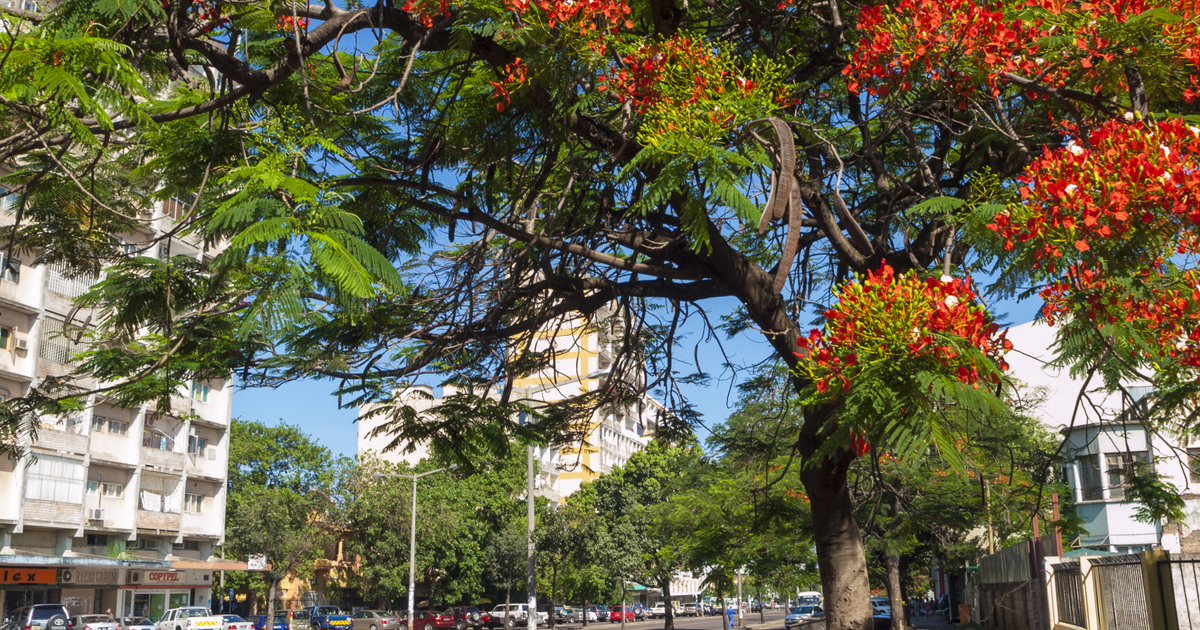 Flights to Beira