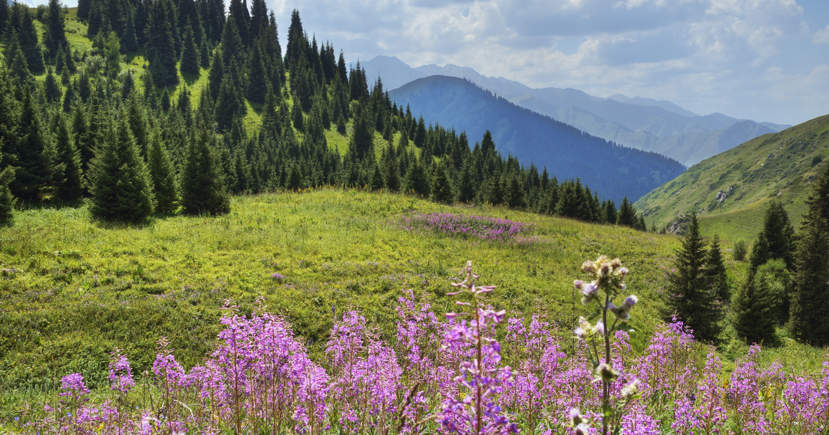 Flights to Shymkent
