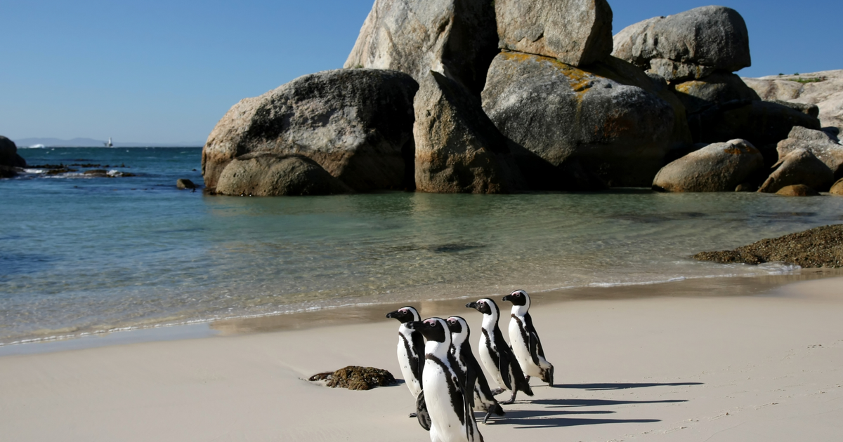 Flights Midland - Cape Town