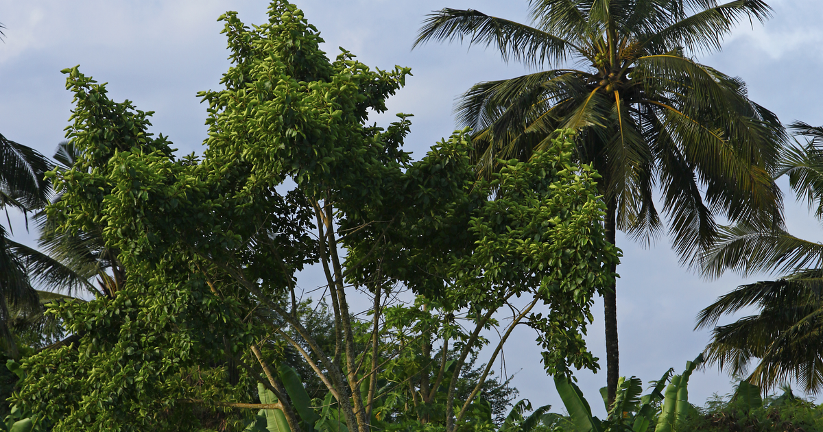 Flights to Bissau