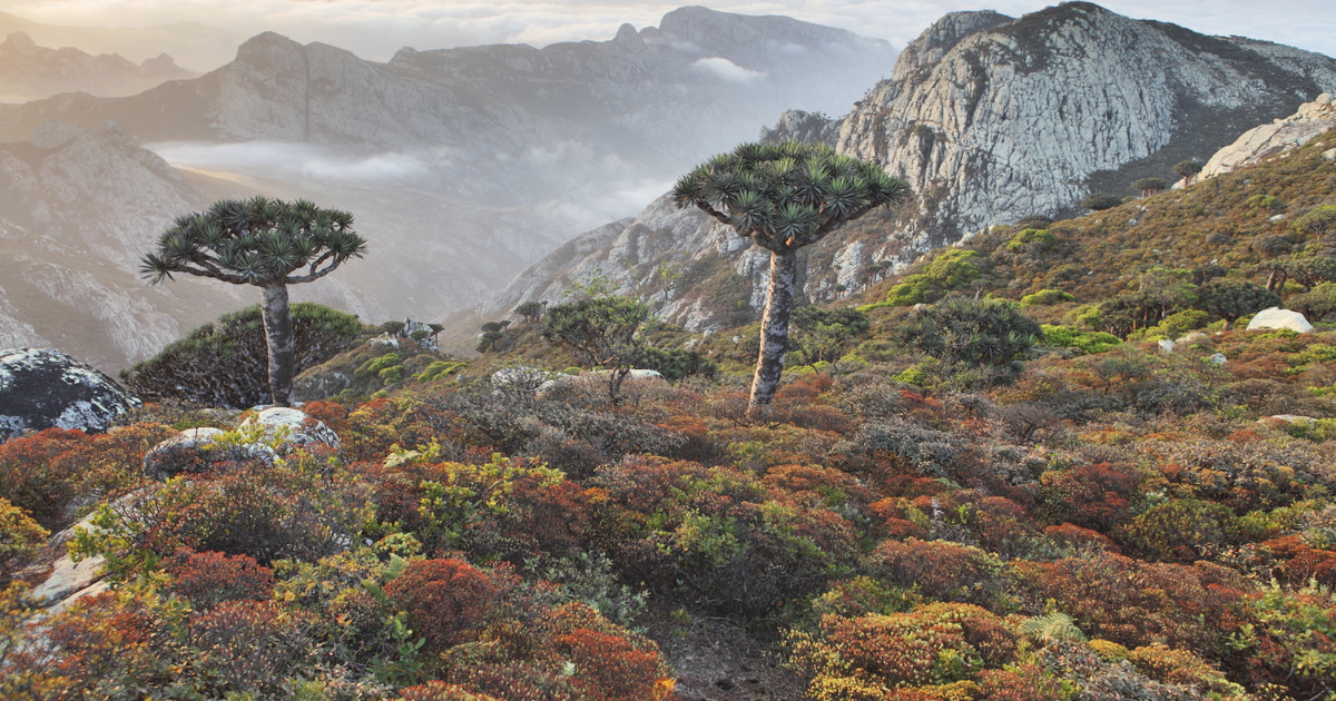 Flights to Socotra