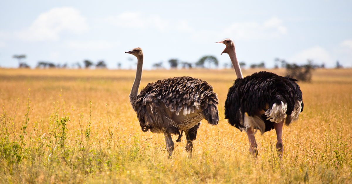 Flights to Belize