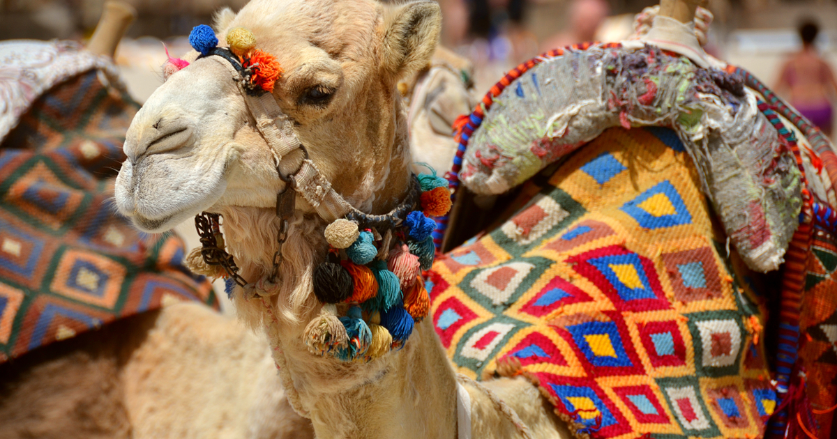 Flights to Algeria