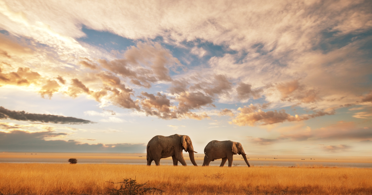 Flights to Kenya