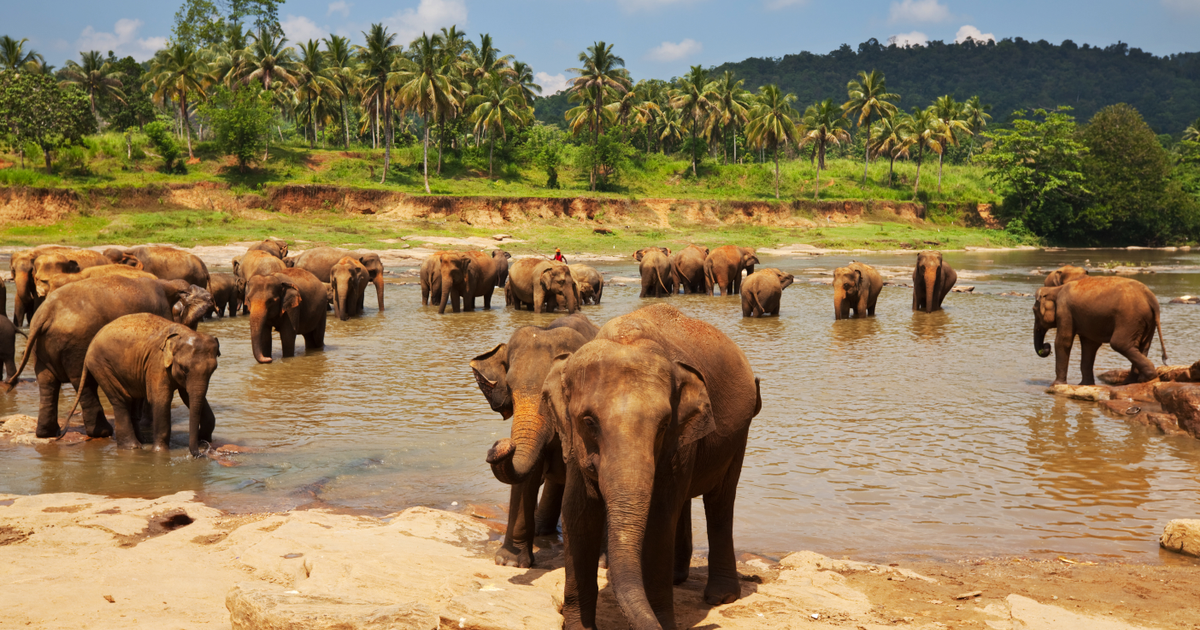 Flights to Sri Lanka