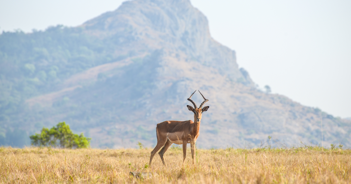 Flights to Eswatini