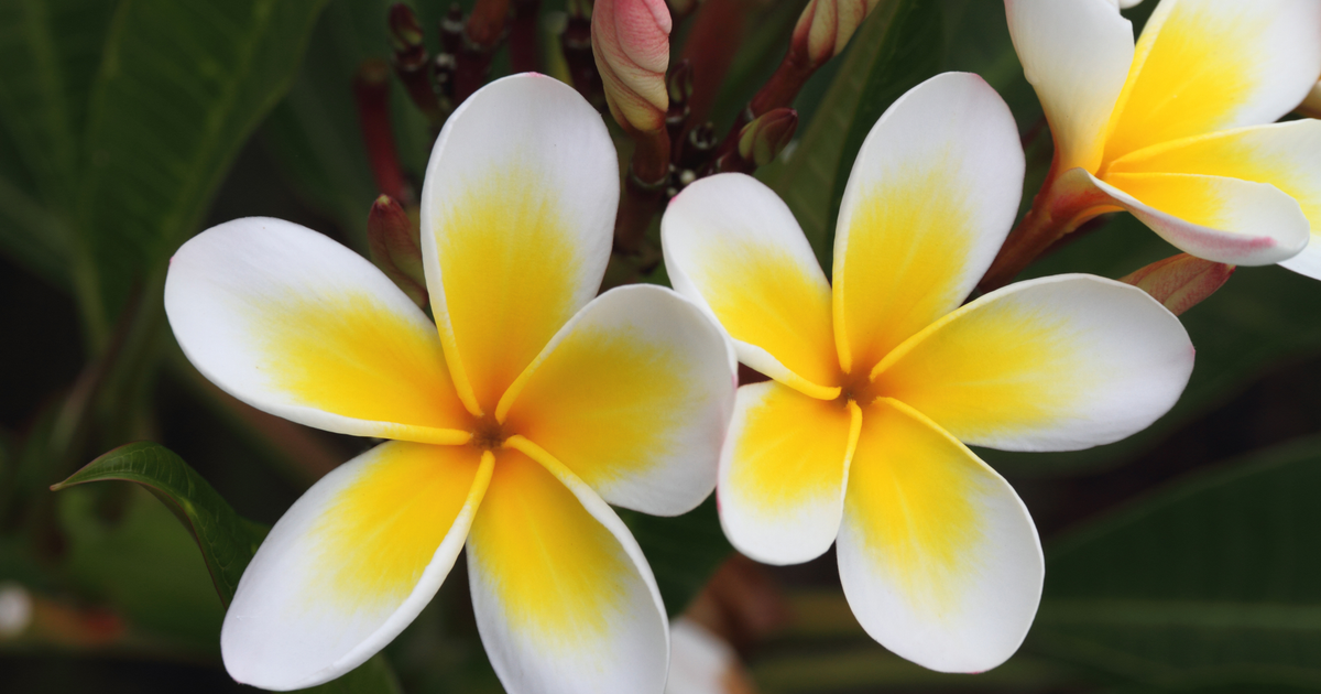Flights to Tonga