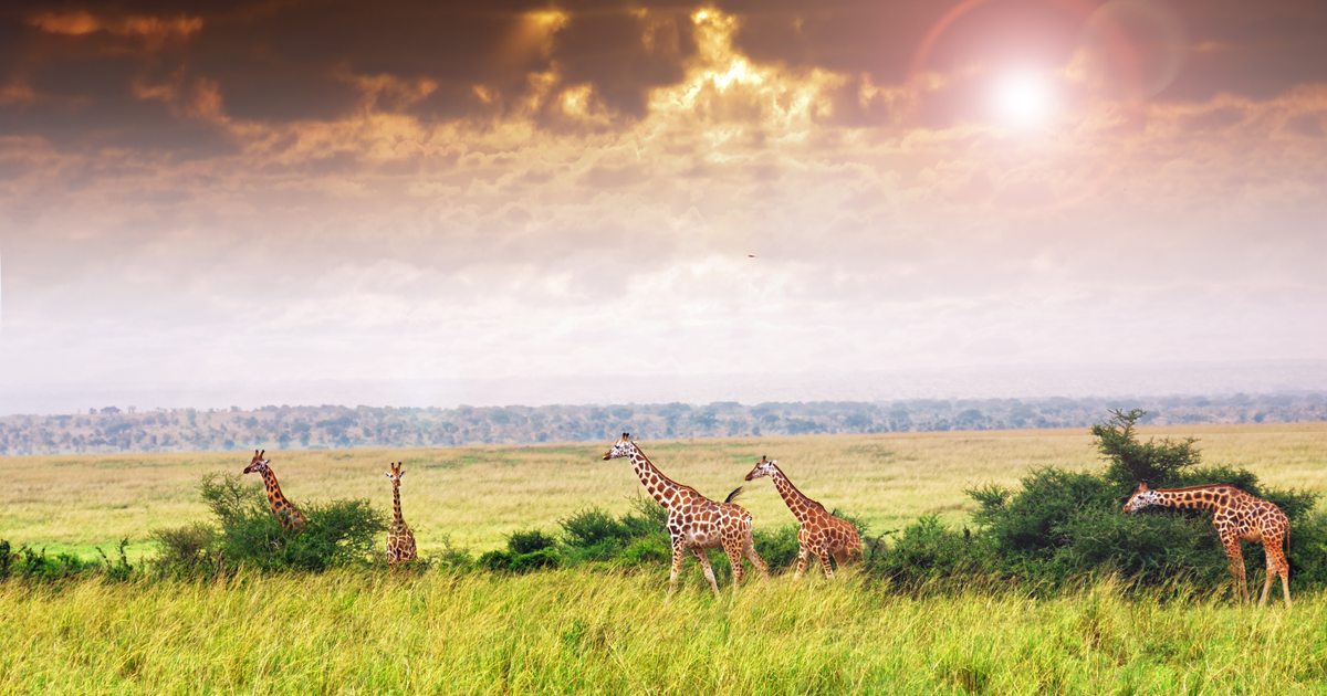 Flights to Uganda