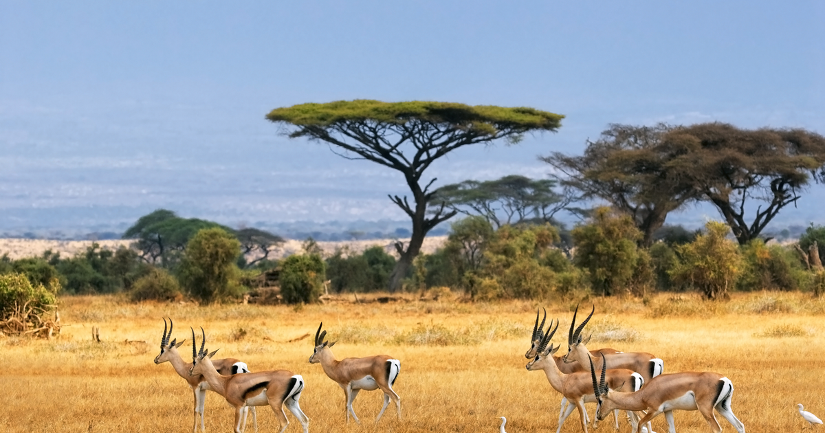 Flights Chambery - South Africa